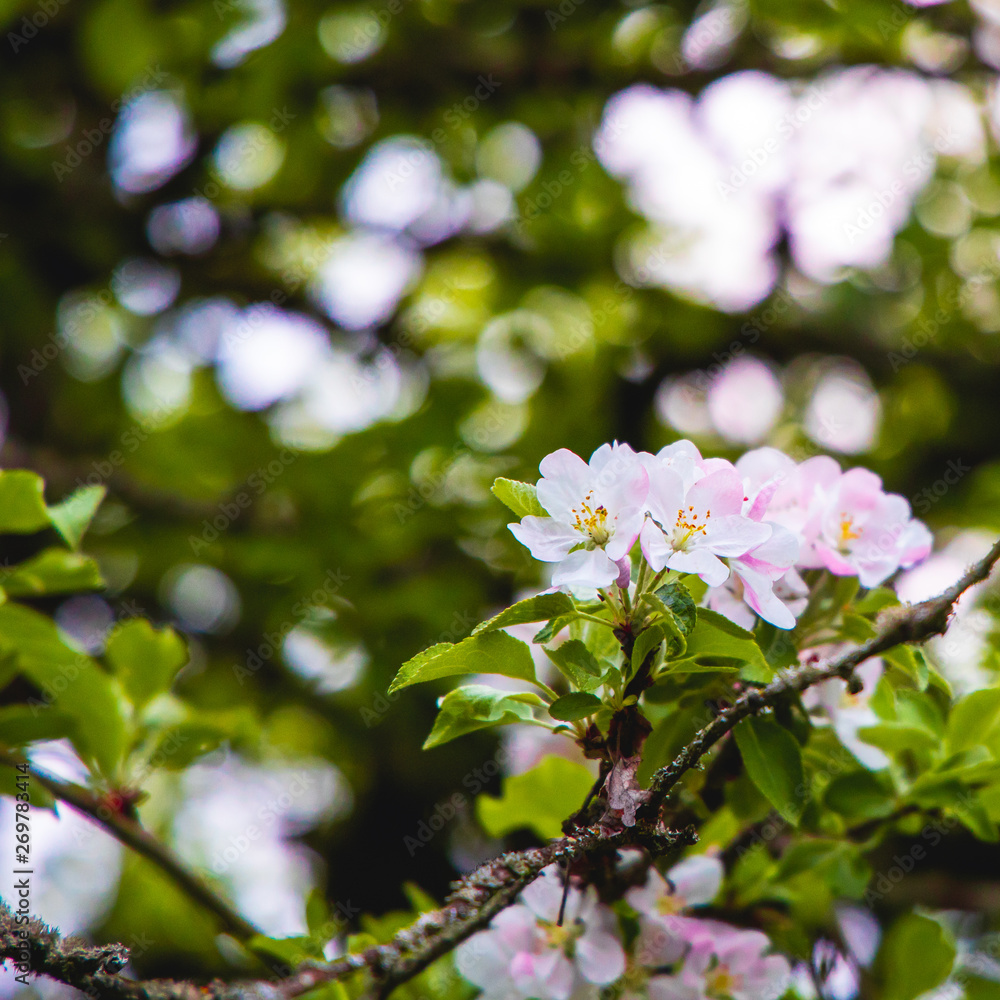 Pink/White Arbutus flowers Pink/White Arbutus flowers
