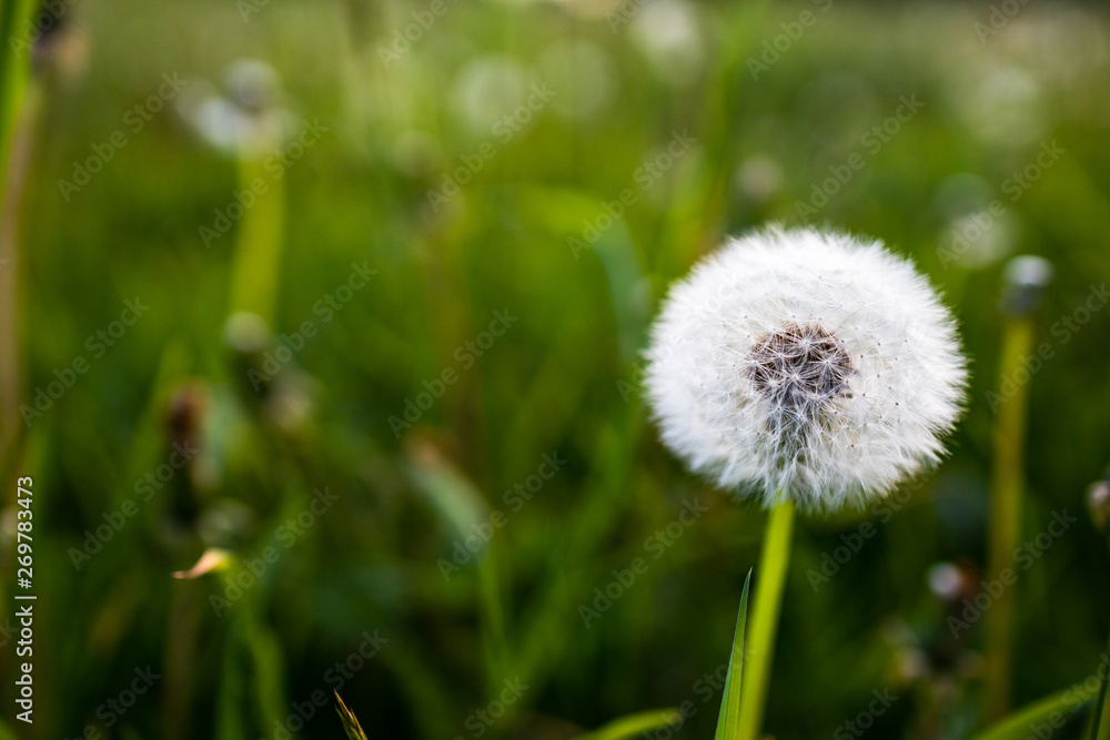 Closeup of  full dandelion (Taraxacum)