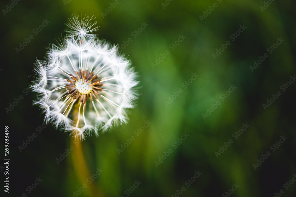 Closeup of dandelion (Taraxacum)