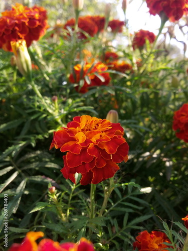red flowers in the garden