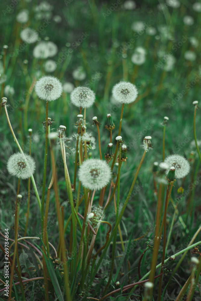 Dandelion bloom at the end of May