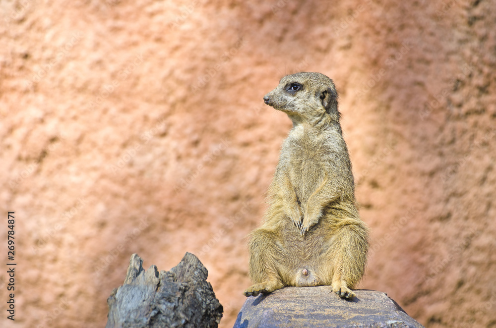 Fototapeta premium Suricate - Meerkat (Suricata suricatta)