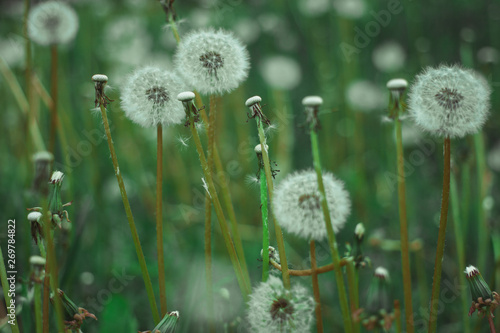 Dandelion bloom at the end of May