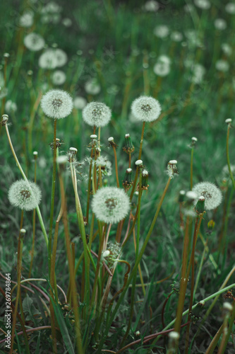 Dandelion bloom at the end of May