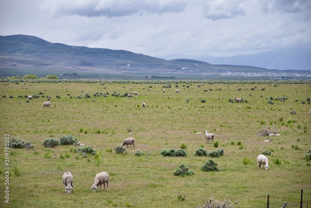 Sheep grazing in Landscape stormy panorama view from the border of Utah and Idaho from Interstate 84, I-84, view of rural farming, sheep and cow grazing land in the Rocky Mountains. United States.
