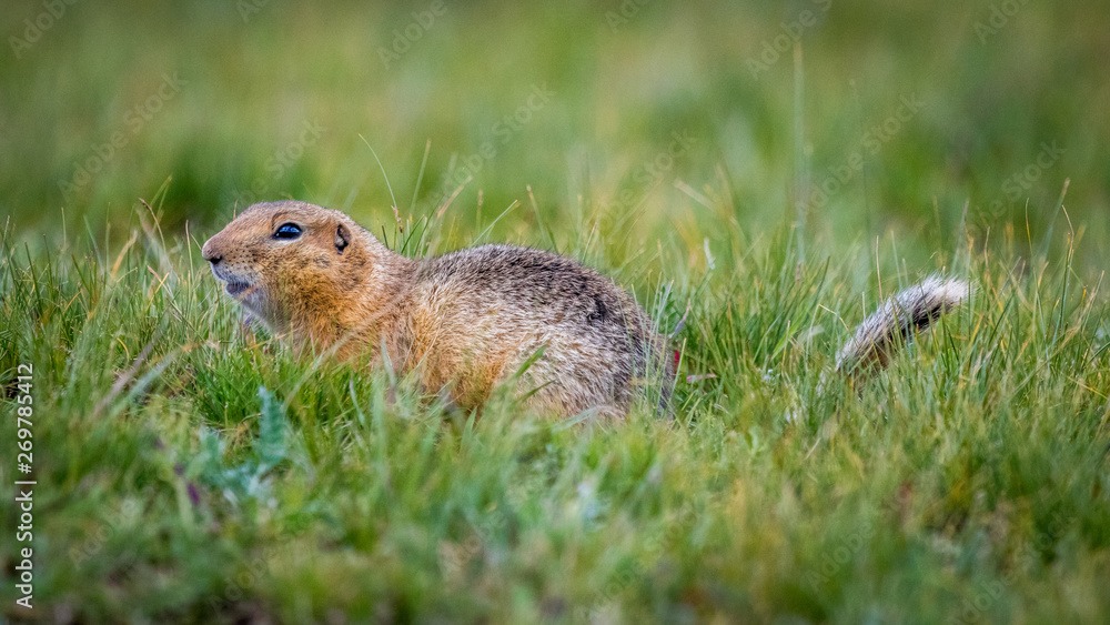 Mongolian Ground Squirrel Mongolian Ground Squirrel