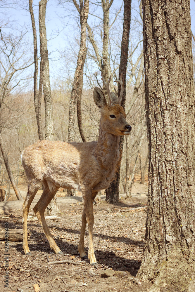 saving ungulates in safari park saving ungulates in safari park