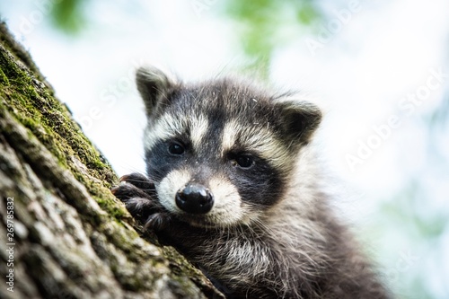 Baby raccoon climbing tree © Dan Stroik
