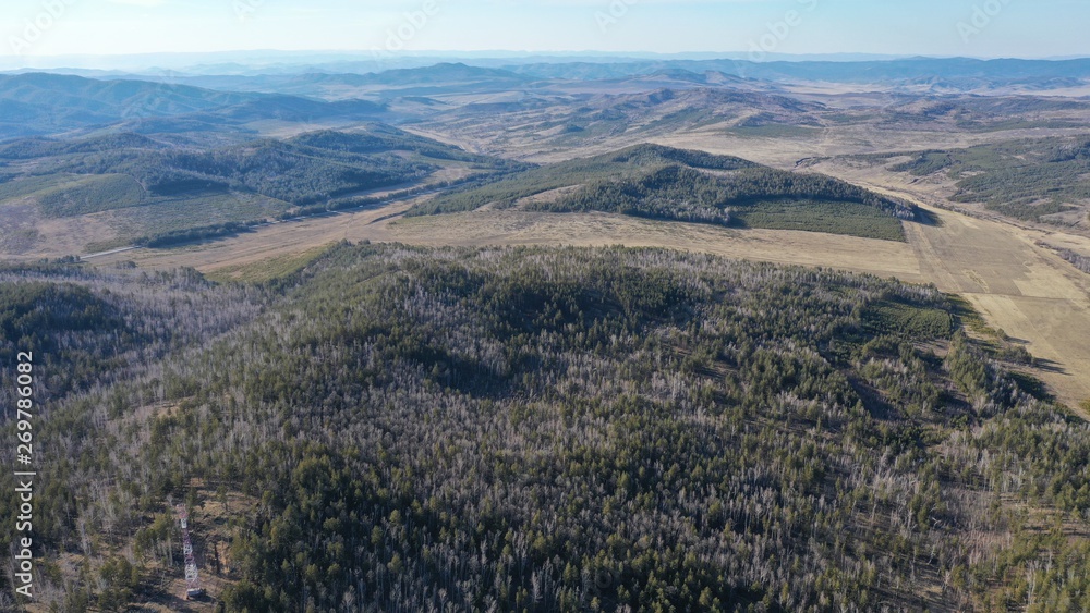 Fototapeta premium Forest in Buryatia