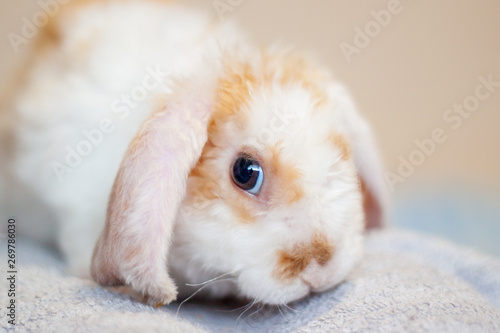 Lop ear little Red and white color rabbit, 2 months old, bunny on grey background -animals and pets concept