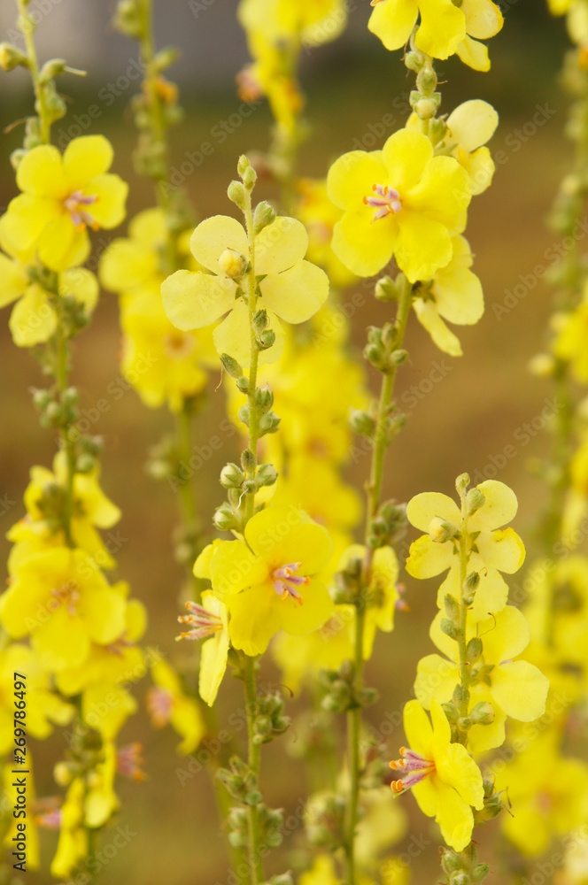 Verbascum dumulosum shrubby mullein yellow flowers vertical Verbascum dumulosum shrubby mullein yellow flowers vertical