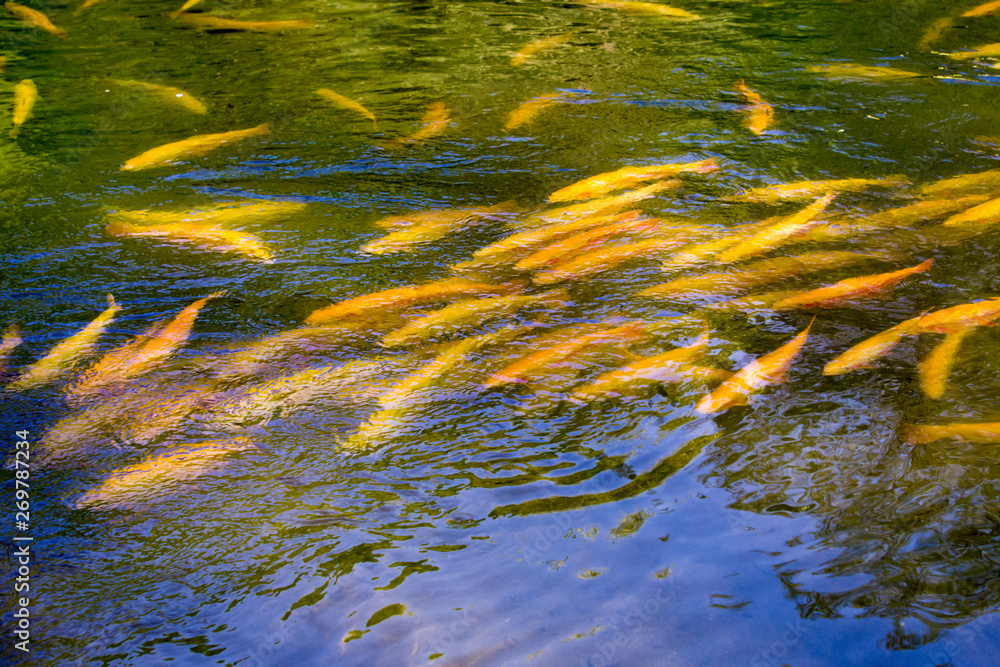 Golden trout on the background of the water surface. Golden trout on the background of the water surface.