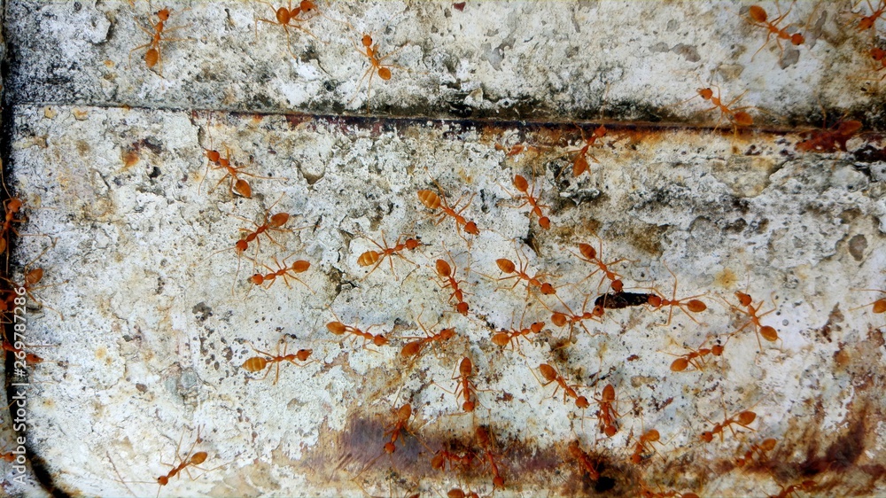 Fototapeta premium Unity (The Red Ant)