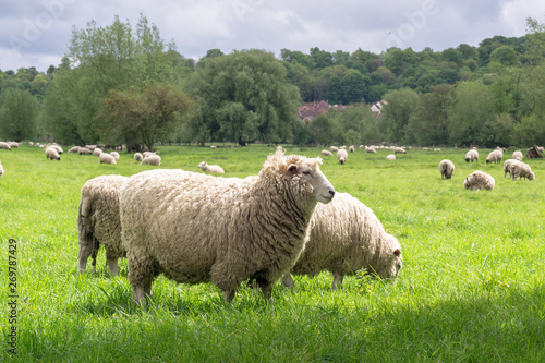 Sheeps grazing in the medow next to Salisbury Cathedral