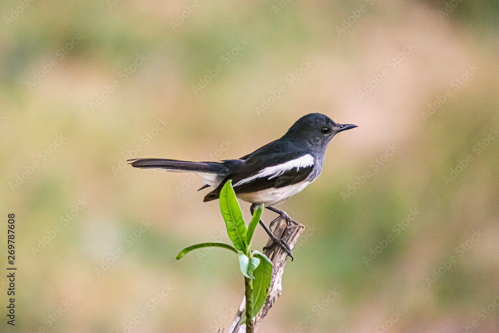 Oriental Magpie Robin The beautiful bird, Oriental Magpie Robin The beautiful bird,