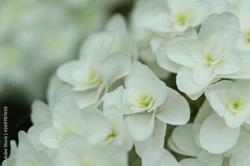 アジサイ 柏葉紫陽花 アジサイ 柏葉紫陽花