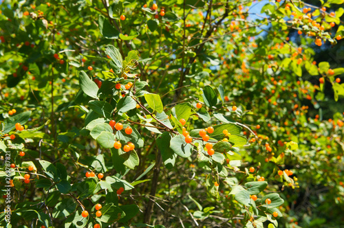 lonicera tatarica tatarian honeysuckles shrub with orange berries