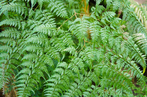 Davallia fern green foliage background photo