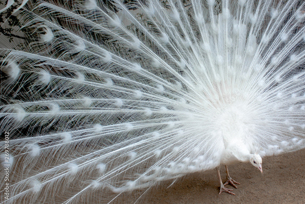 Obraz premium White peacock with the feathers extended