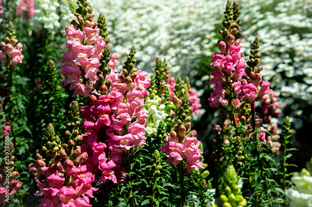 Obraz premium Beautiful sweet pink snapdragon flowers bloom in the garden with white flowers blurred background 