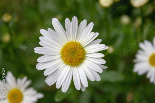 White daisy flower top view