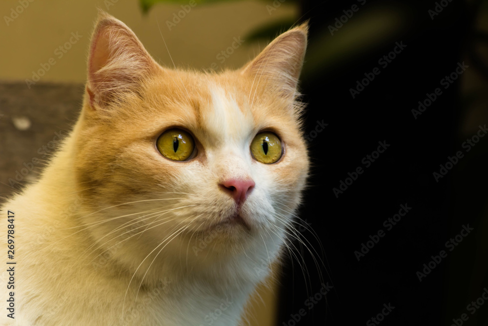 portrait of a ginger and white cat