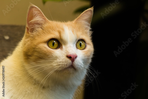 portrait of a ginger and white cat © niksriwattanakul