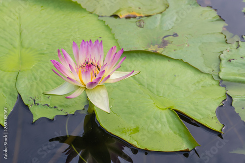 Wallpaper Mural pink lotus with the leaf background under sunlight Torontodigital.ca