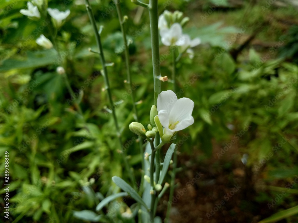 Flower of an oilseed radish or Raphanus Raphanistrum (Raphanus sativus var. oleiformis), a subspecies of radish used for oil production in the garden Flower of an oilseed radish or Raphanus Raphanistrum (Raphanus sativus var. oleiformis), a subspecies of radish used for oil production in the garden