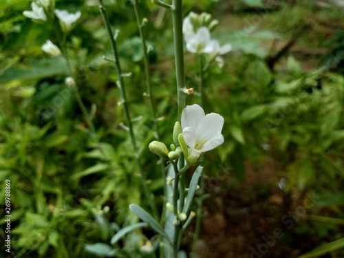 Flower of an oilseed radish or Raphanus Raphanistrum (Raphanus sativus var. oleiformis), a subspecies of radish used for oil production in the garden 