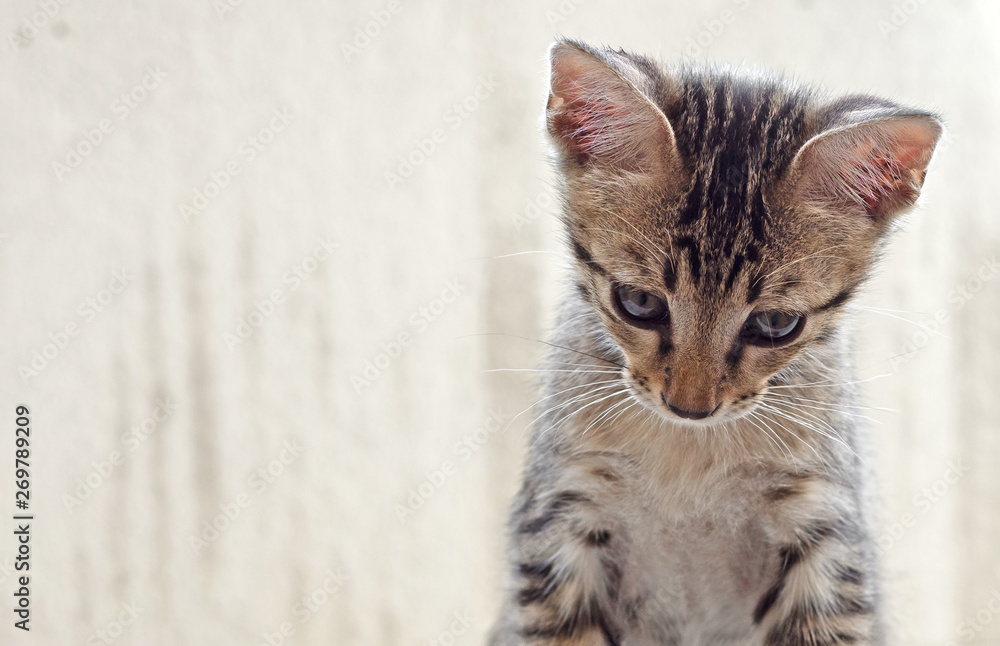 Fototapeta premium Close up Cute Tabby Kitten Isolated on Background with Copy Space