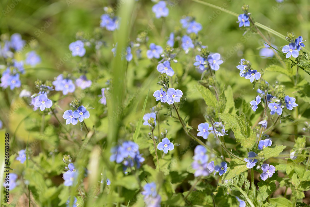 Beautiful blue flowers of germander speedwell (Veronica Chamaedrys) in the forest on a sunny day close up