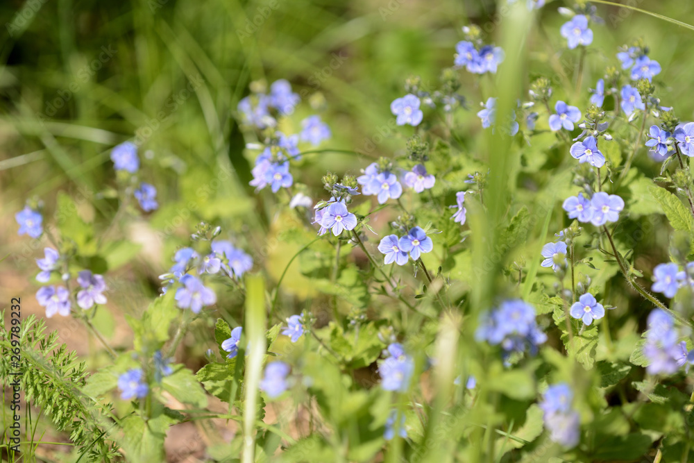 Small blue flowers of germander speedwell (Veronica Chamaedrys) in the forest on a sunny day close up Small blue flowers of germander speedwell (Veronica Chamaedrys) in the forest on a sunny day close up
