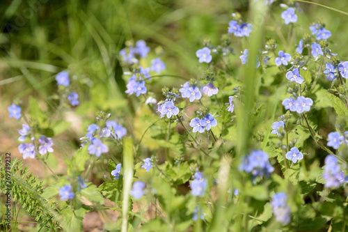 Small blue flowers of germander speedwell (Veronica Chamaedrys) in the forest on a sunny day close up