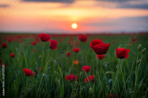 Field with blooming red poppies at sunset time