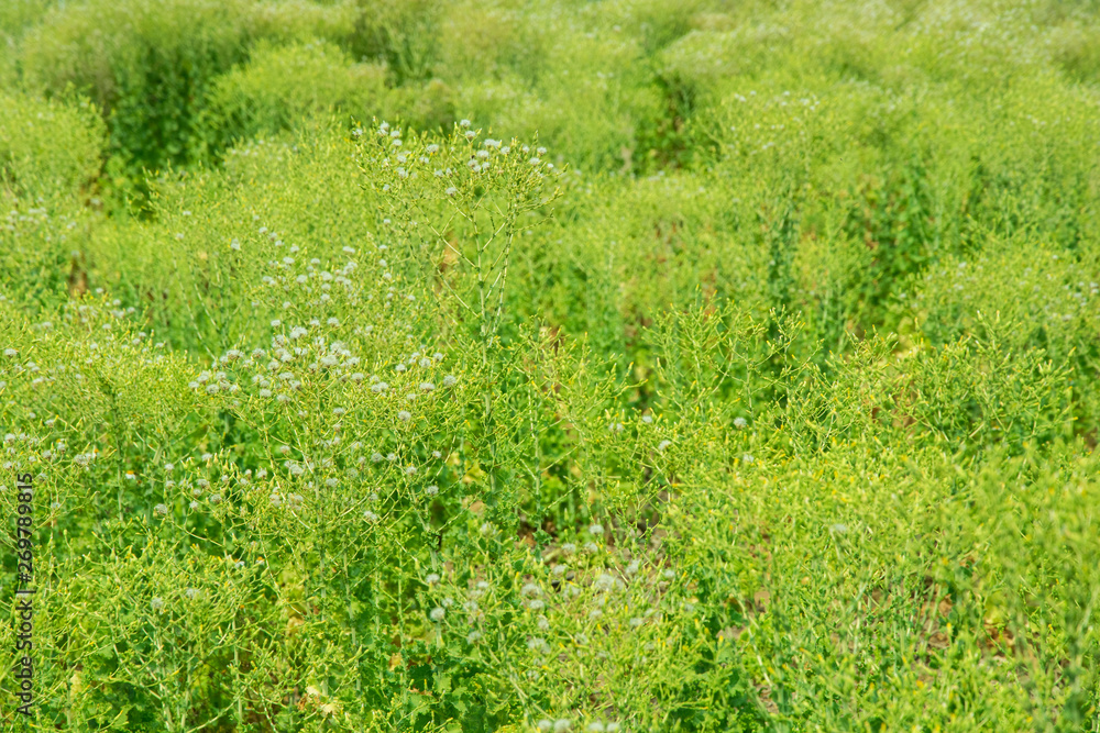 Grass field landscape Grass field landscape