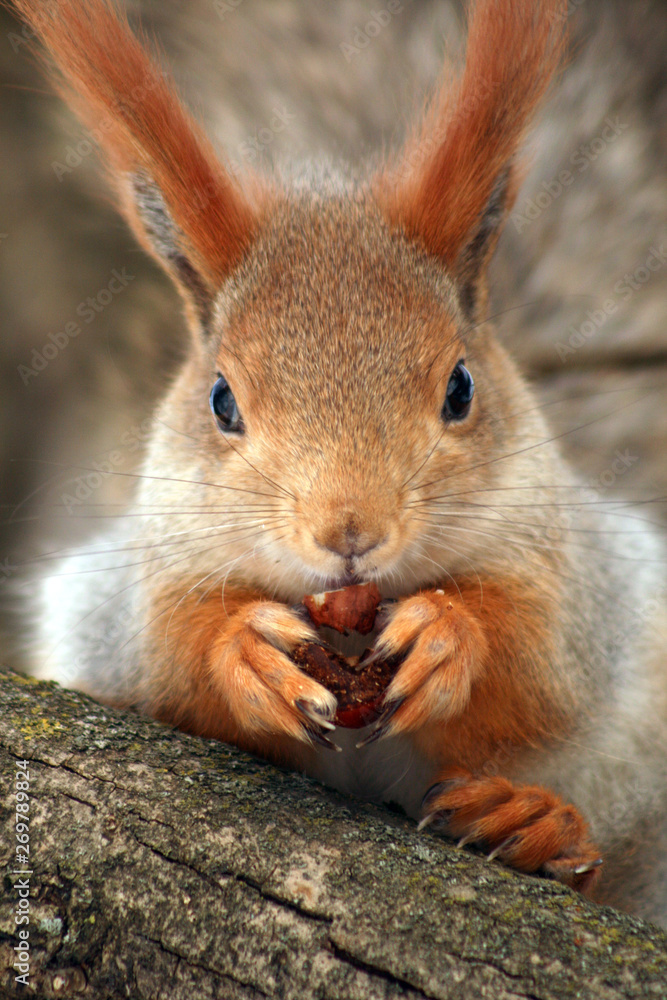 a squirrel in a tree nibbles a nut a squirrel in a tree nibbles a nut