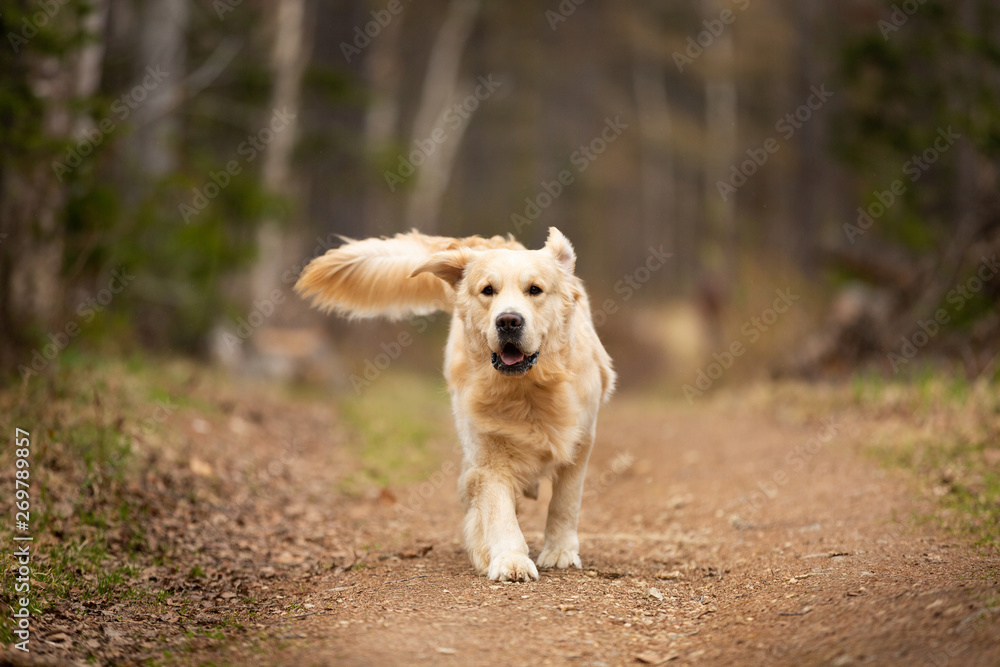 Crazy, cute and funny dog breed golden retriever running in the forest and has fun at sunset