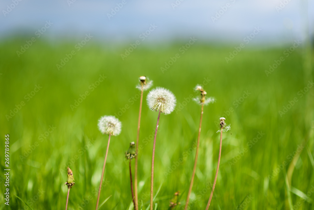 A field of dandelions with a blurred background.