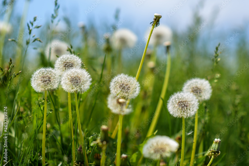 A field of dandelions with a blurred background. A field of dandelions with a blurred background.