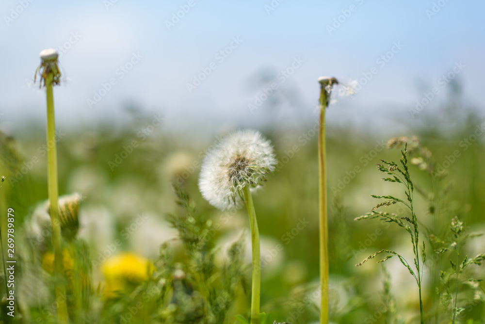 A field of dandelions with a blurred background. A field of dandelions with a blurred background.