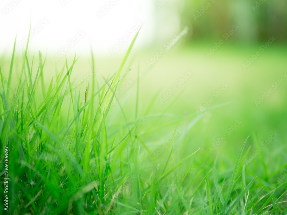 Blurred focus of green field, Natural green background.