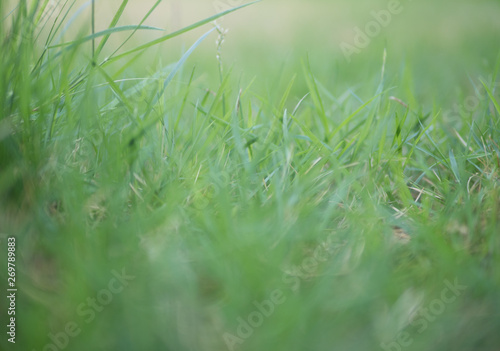 Blurred green grass as a background