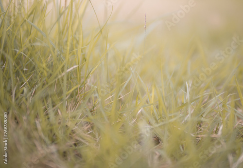 Blurred grass as a background 