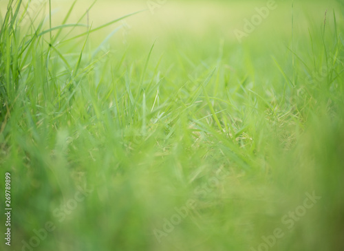 natural green background (soft focus)