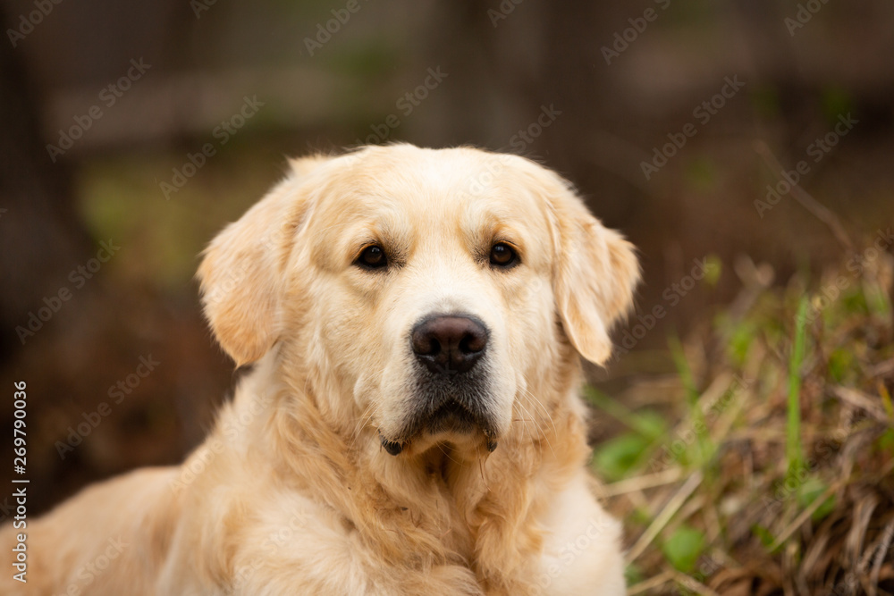 Obraz premium Cute and happy beige dog breed golden retriever lying outdoors in the forest at sunset in spring