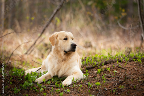 Beautiful and happy dog breed golden retriever lying outdoors in the forest at sunset in spring