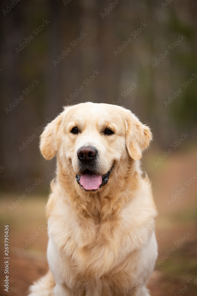 Beautiful and happy dog breed golden retriever sitting outdoors in the forest at sunset in spring