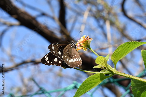 Common crow butterfly (Euploea core) resting on flower in blur sunny background with green fence photo