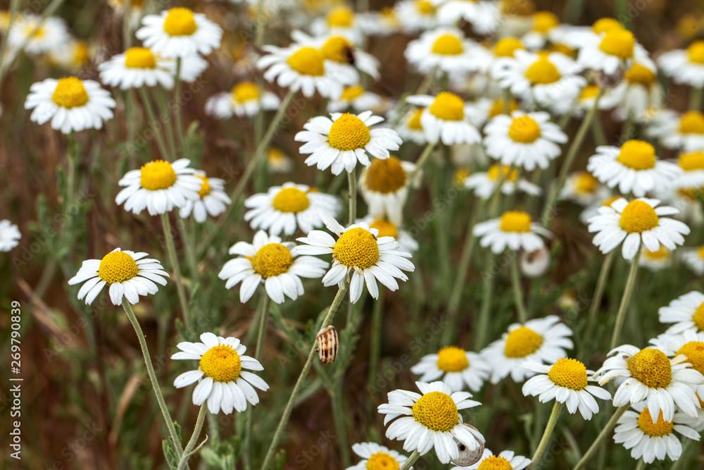 Bloom. Chamomile. Blooming chamomile field, chamomile flowers on meadow in summer, selective focus, blur. Beautiful nature scene with blooming medical daisies on sun day. Beautiful meadow background Bloom. Chamomile. Blooming chamomile field, chamomile flowers on meadow in summer, selective focus, blur. Beautiful nature scene with blooming medical daisies on sun day. Beautiful meadow background